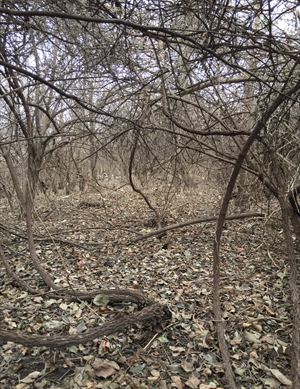 Missouri land clearing and brush hogging