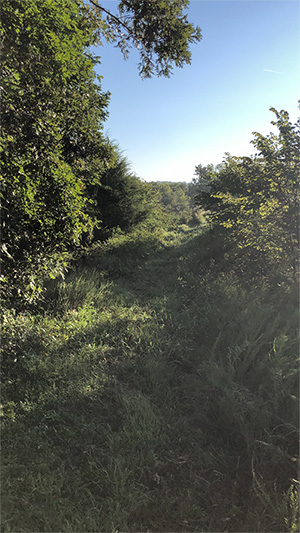 Missouri land clearing and brush hogging