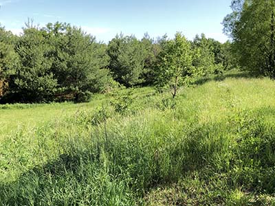 Missouri land clearing and brush hogging