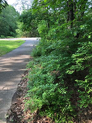 Missouri land clearing and brush hogging