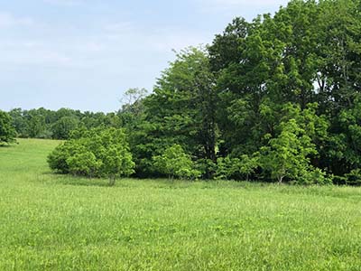 Missouri land clearing and brush hogging