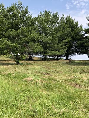 Missouri land clearing and brush hogging