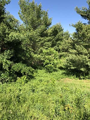 Missouri land clearing and brush hogging