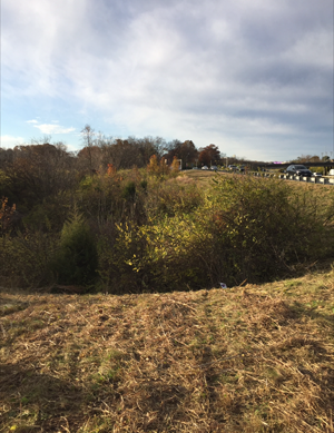 Missouri land clearing and brush hogging